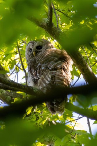 Barred Owl - West Park, NY
