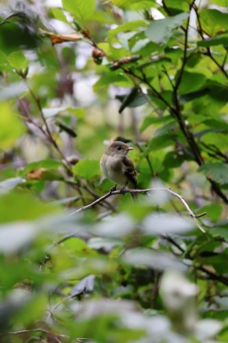 Alder Flycatcher - Denali, AK