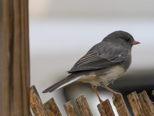 Dark Eyed Junco - Poughkeepsie, NY
