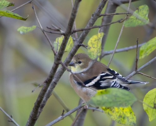 Golden Crowned Kinglet - Mills Norrie State Park, NY