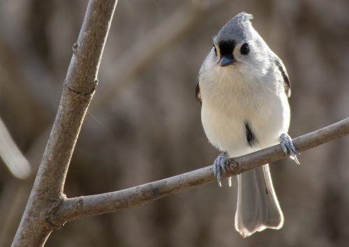 Tufted Titmouse - Ulster, NY