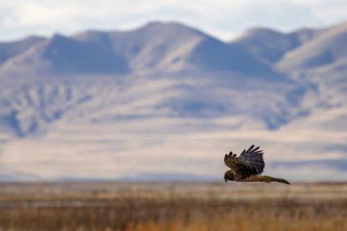 Northern Harrier - Salt Lake City, UT