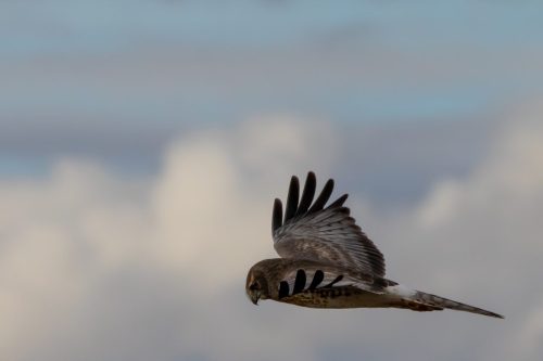 Northern Harrier - Salt Lake City, UT