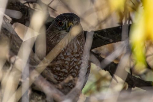 Cooper's Hawk - Salt Lake City, UT