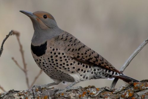 Northern Flicker - Salt Lake City, UT