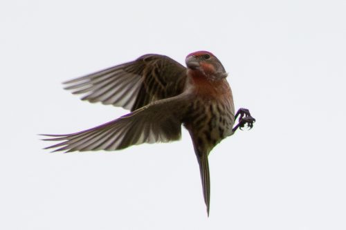 House Finch - Sandy Hook, NJ