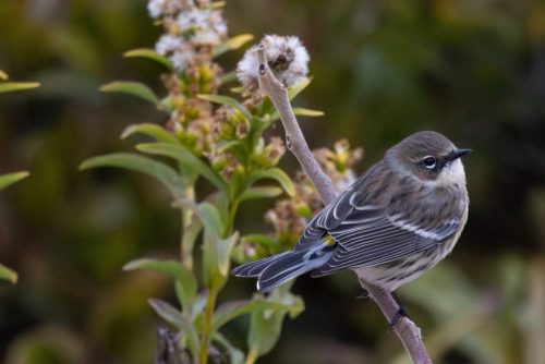 Golden Crowned Kinglet - Wappingers, NY