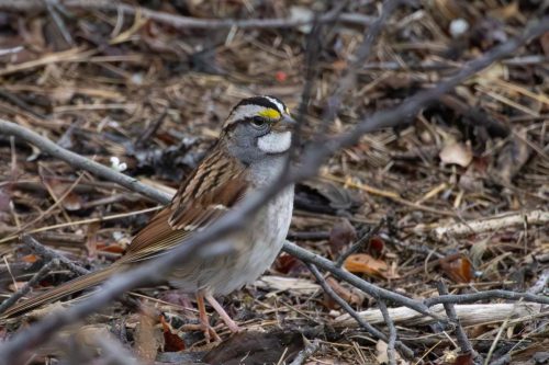 White Throated Sparrow - Mills Norrie State Park, NY