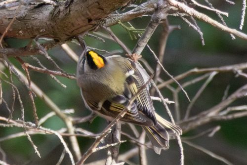 Golden Crowned Kinglet - Sandy Hook, NJ
