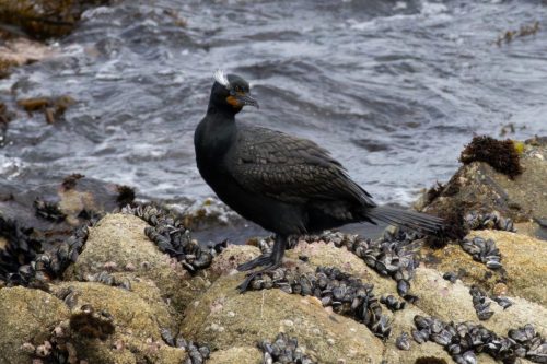 Double Crested Cormorant - Point Lobos, CA