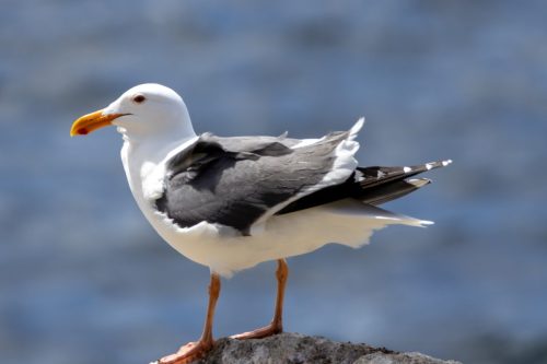 Western Gull - Pebble Beach, CA