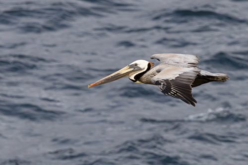 Brown Pelican - Point Lobos, CA