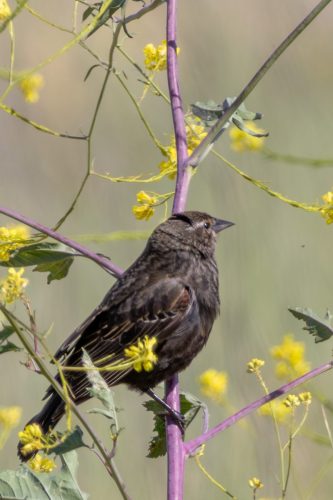 Tricolored Blackbird - Los Banos, CA