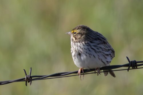Savannah Sparrow - Yosemite