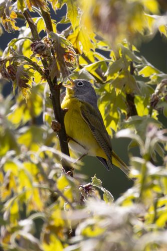 Nashville Warbler - Yosemite