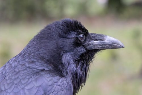 Common Raven - Yosemite National Park, CA
