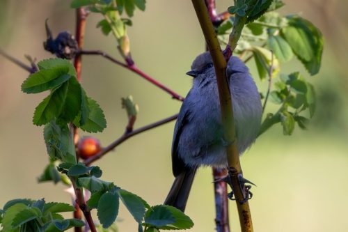 Bushtit - Olympic Peninsula, WA