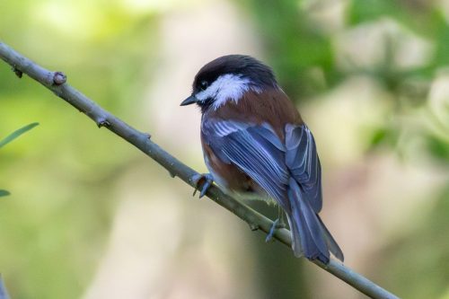 Chestnut Backed Chickadee - Olympic Peninsula, WA