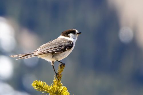 Canada Jay - Olympic National Park, WA