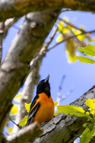 Baltimore Oriole - Highland, NY
