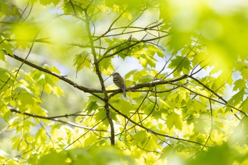Least Flycatcher - Highland, NY