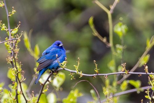 Indigo Bunting - Highland, NY