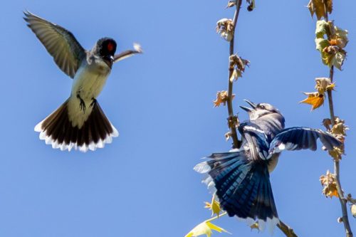 Eastern Kingbird and Blue Jay - West Park, NY