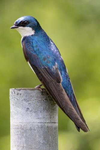 Tree Swallow - Millbrook, NY