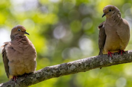Mourning Dove - Milford, CT
