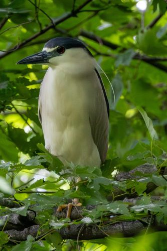 Black Crowned Night Heron - Bridgeport, CT