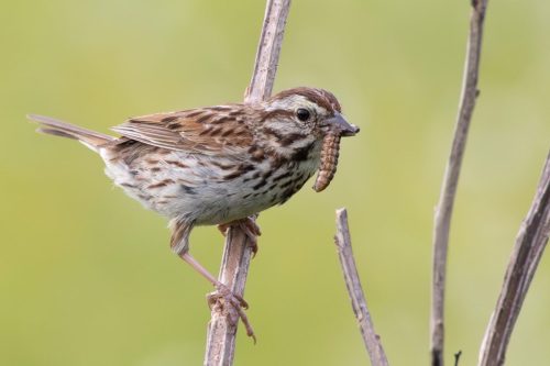 Song Sparrow - Shawangunk Grasslands Wildlife Refuge, NY