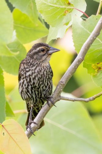 Red Winged Blackbird - Shawangunk Grasslands Wildlife Refuge, NY