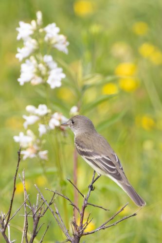 Willow Flycatcher - Shawangunk Grasslands Wildlife Refuge, NY