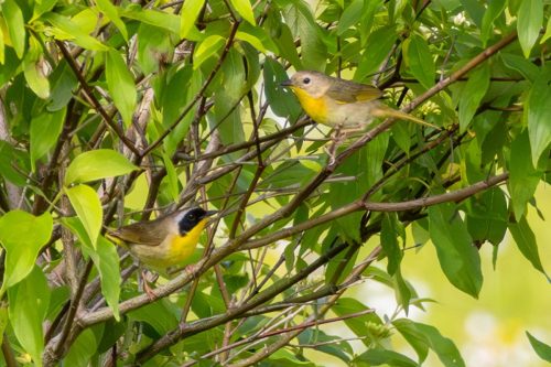 Common Yellowthroat - Shawangunk Grasslands Wildlife Refuge, NY