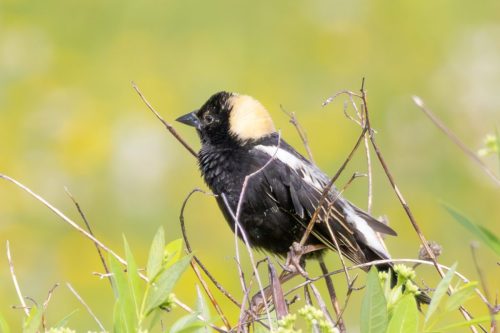 Bobolink - Shawangunk Grasslands Wildlife Refuge, NY