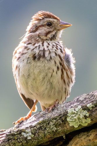 Song Sparrow - Harrisburg, PA