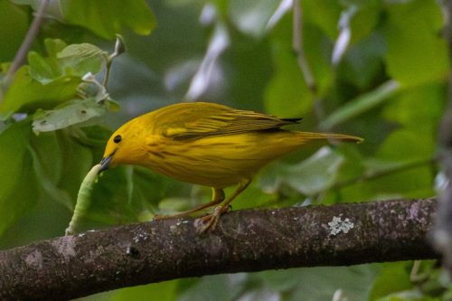 Yellow Warbler - Harrisburg, PA