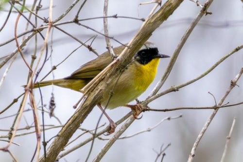 Common Yellowthroat - Harrsiburg, PA